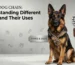 Metal Dog Chain: Understanding Different Types and Their Uses