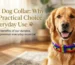Nylon Dog Collar: Why It’s a Practical Choice for Everyday Use