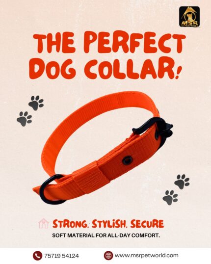 Double Layer Dog Buckle Collar