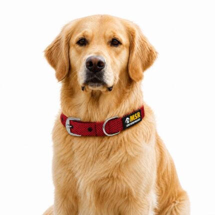 MSR Dotted Dog Collar with Buckle | Stylish Adjustable Collar