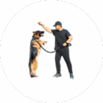 dog rop