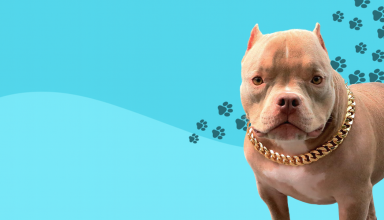 dog chain
