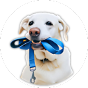 dog leash