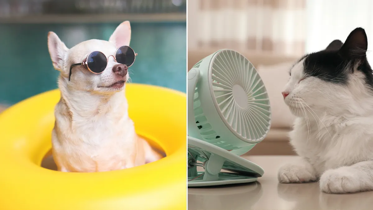 Summer Pet Accessories: Keep Your Pets Cool, Safe, and Stylish
