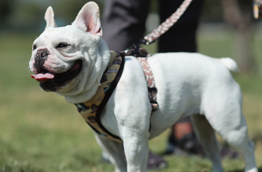 Why Use a Dog Harness: Benefits and Importance