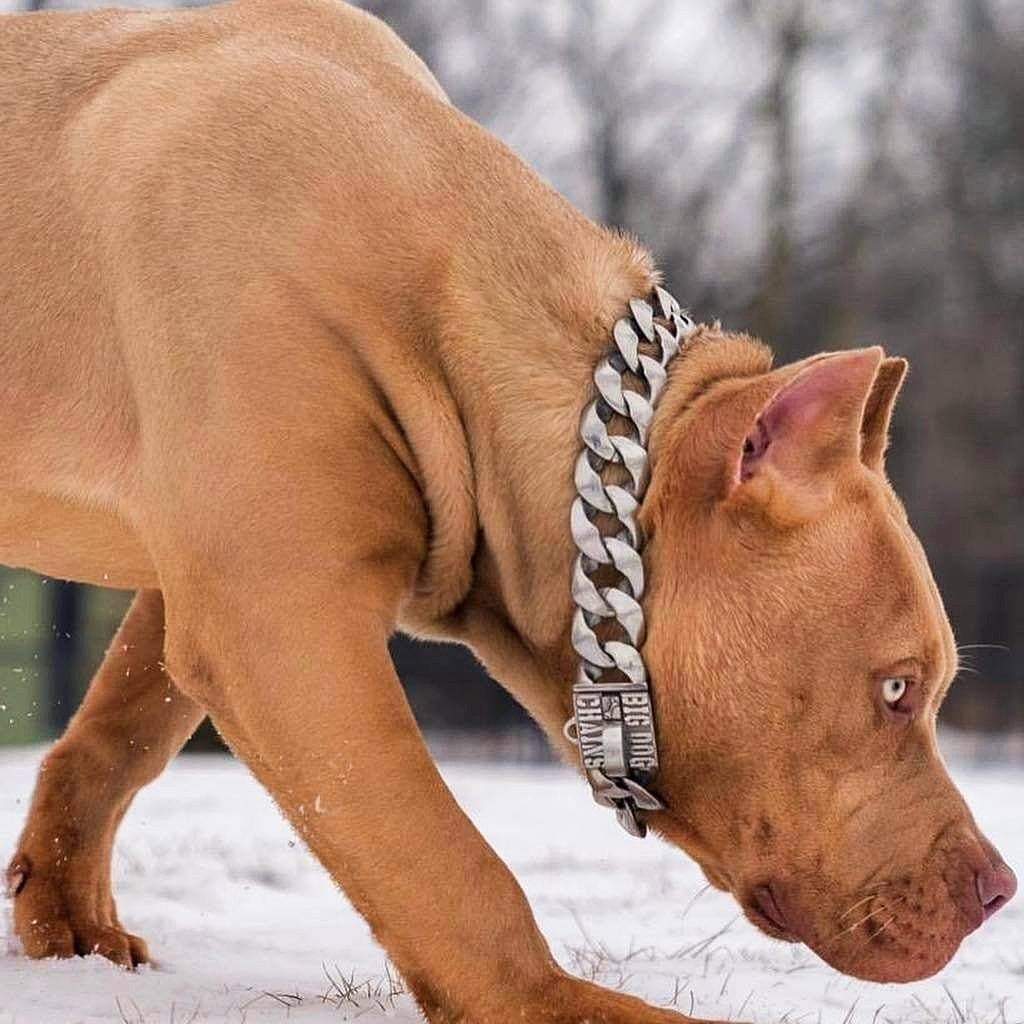 The Benefits of Using Stainless Steel Dog Chains for Training