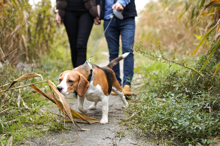 The Importance of Using Retractable Dog Leashes for Training