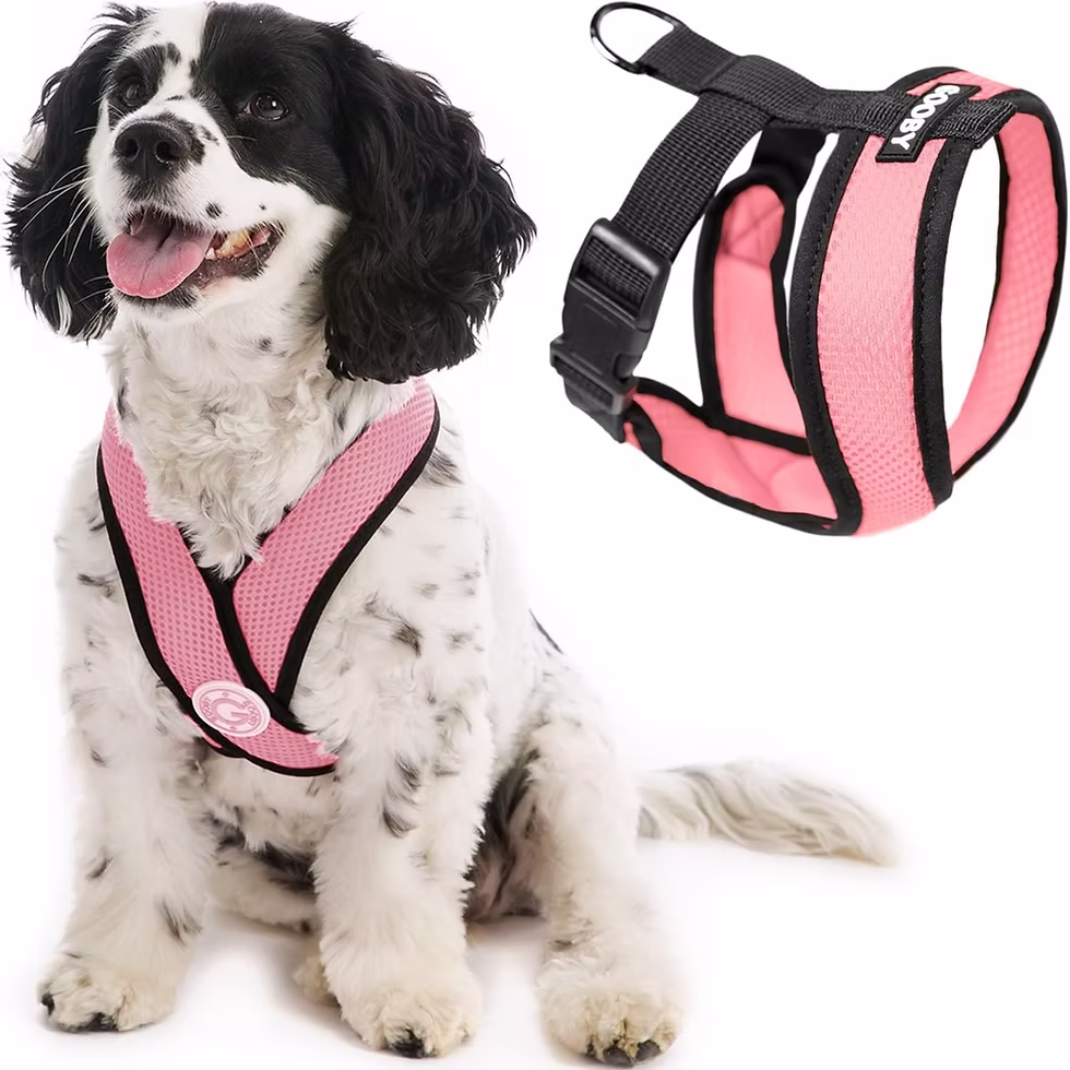The Importance of Using a Harness for Dogs with Tracheal Collapse