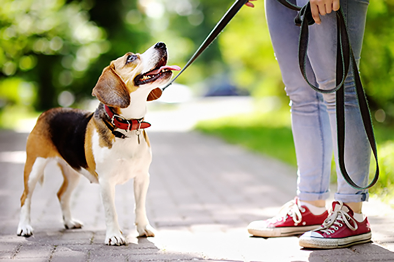 "The Importance of Leash Laws and Regulations for Pet Owners"- Keywords: leash laws, pet owners, pet safety