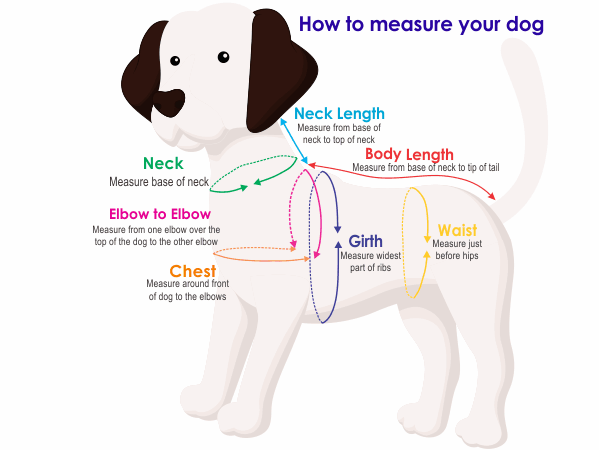 How to Measure Your Dog's Neck for a Perfect Collar Fit