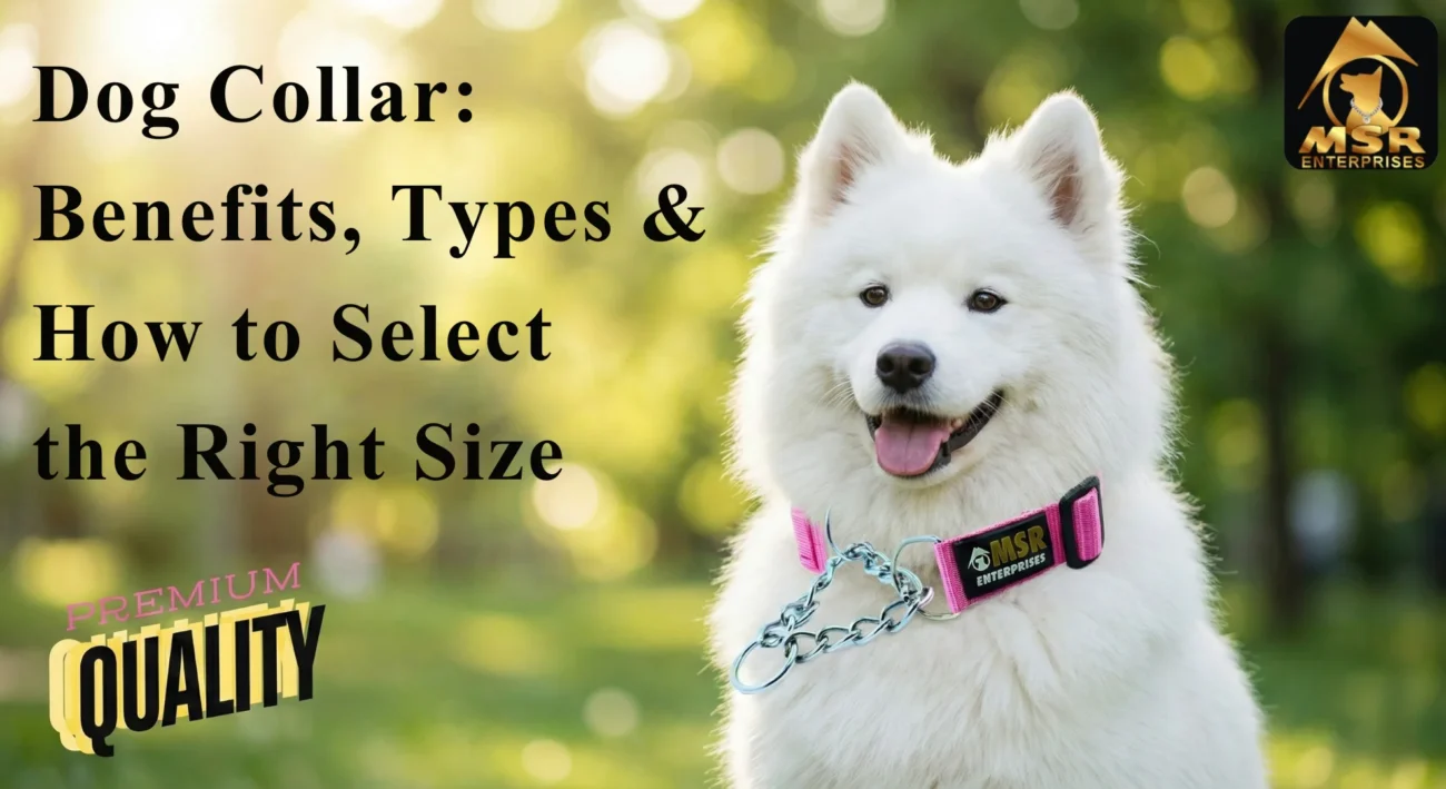 Dog Collar: Benefits, Types & How to Select the Right Size