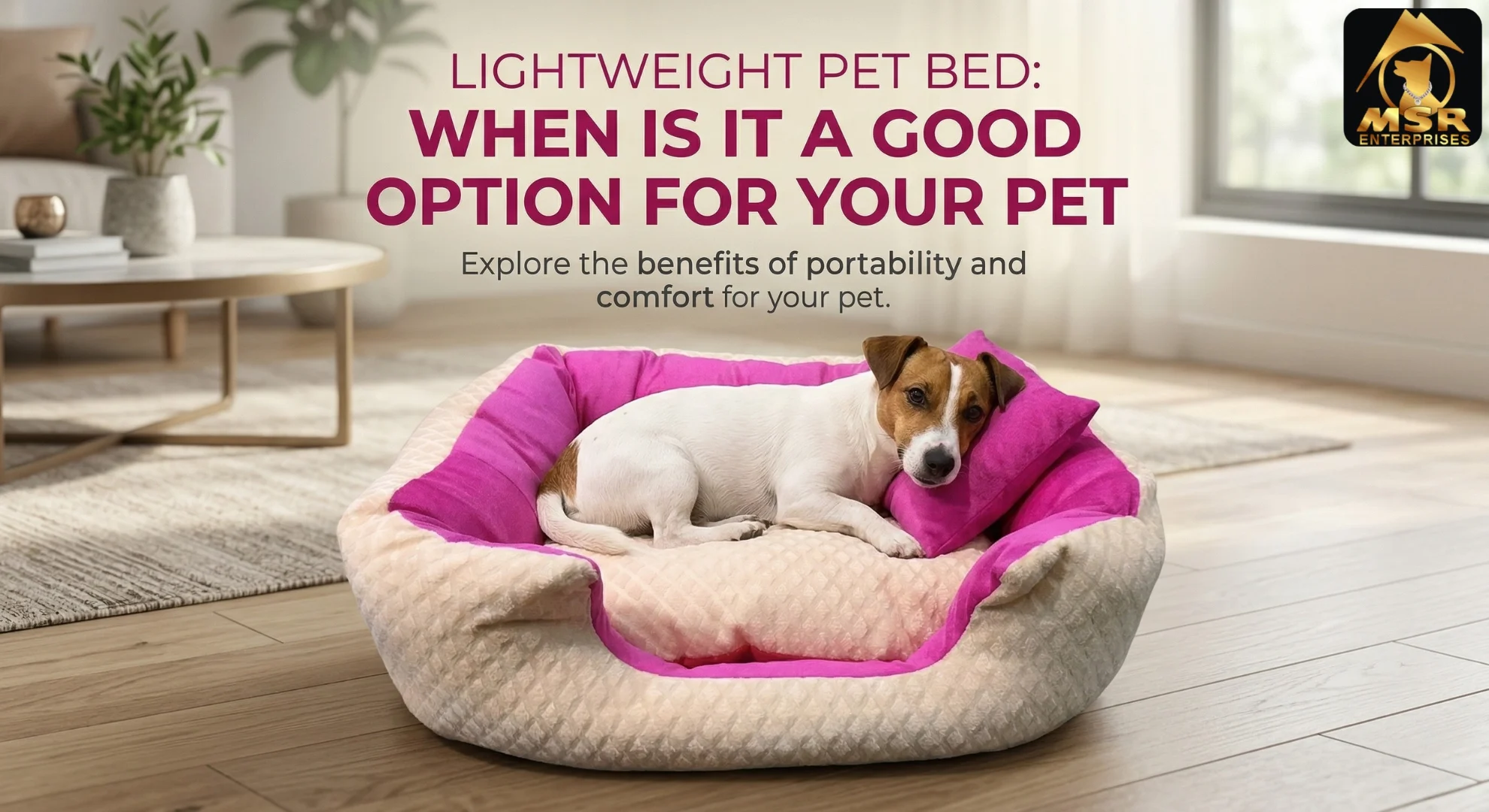 Lightweight Pet Bed: When Is It a Good Option for Your Pet