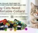 Cat Nylon Collar: Features to Consider for Comfort and Daily Use