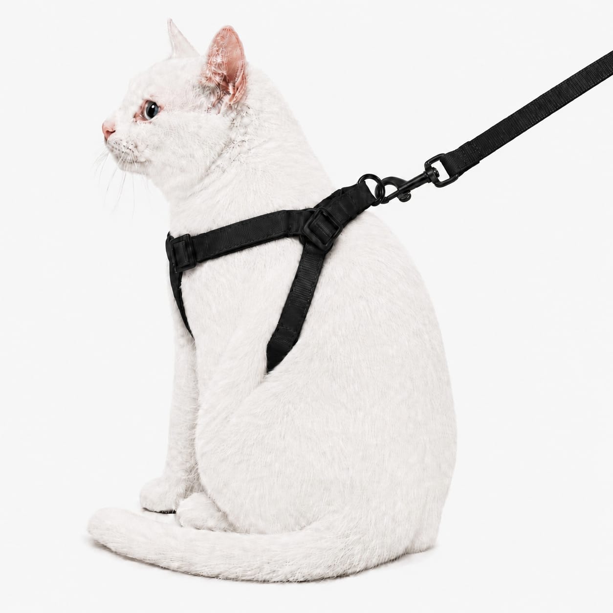 cat black